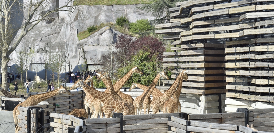 Giraffes Vincennes Zoo 